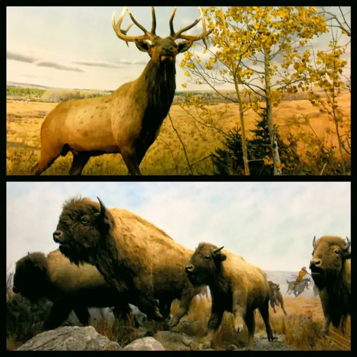 Caribous bisons Winnipeg musée Manitoba