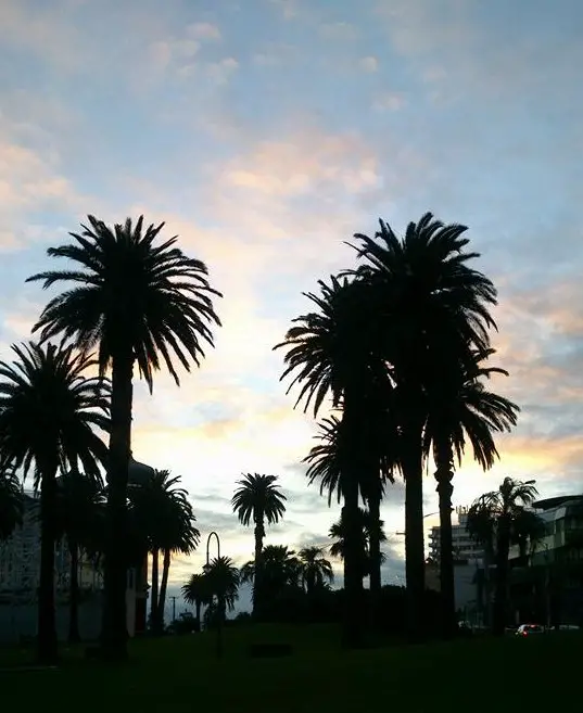 Palm trees Melbourne