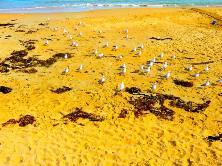 Port Campbell beach Great Ocean Road seagulls
