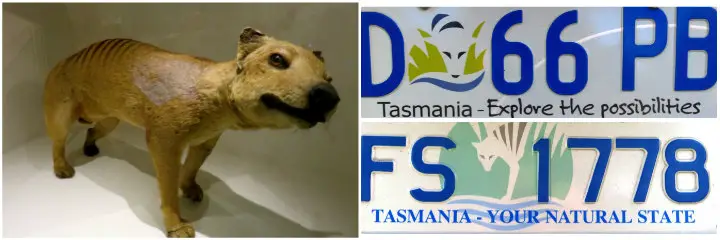 Tasmanian-Tiger-plates