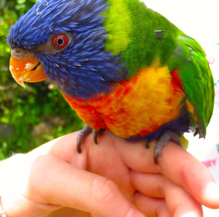 Rainbow-parrot