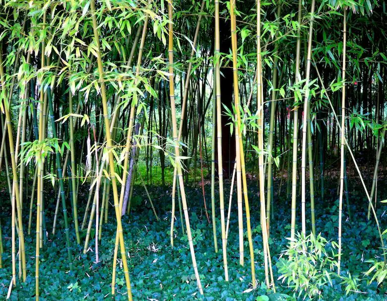 bambous-jardins-monet-giverny