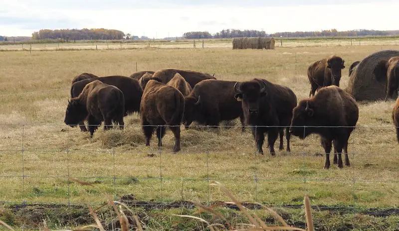 Bisons Manitoba