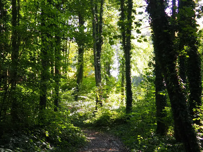 Maastricht forest