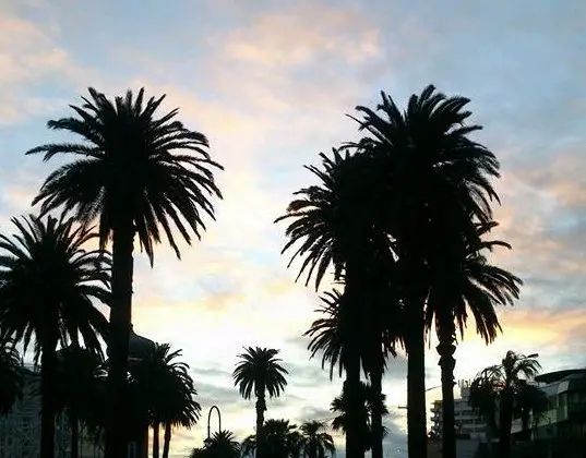 Palm trees Melbourne