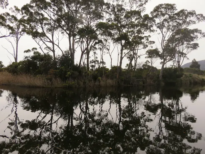 trees-reflection-tasmania