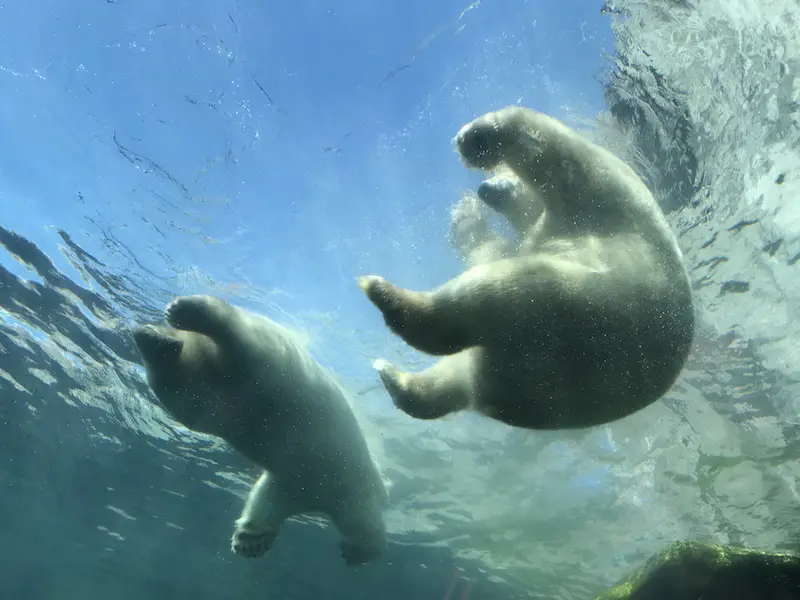 Polar Bears Assiniboine Zoo