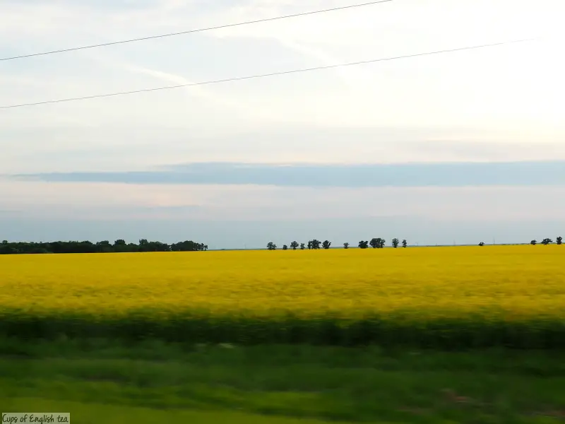 Fields Prairies Manitoba