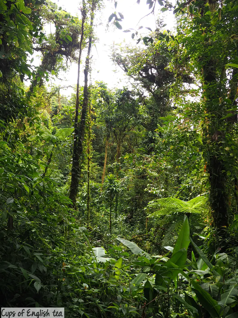 Reserva Santa Elena cloud forest Monteverde