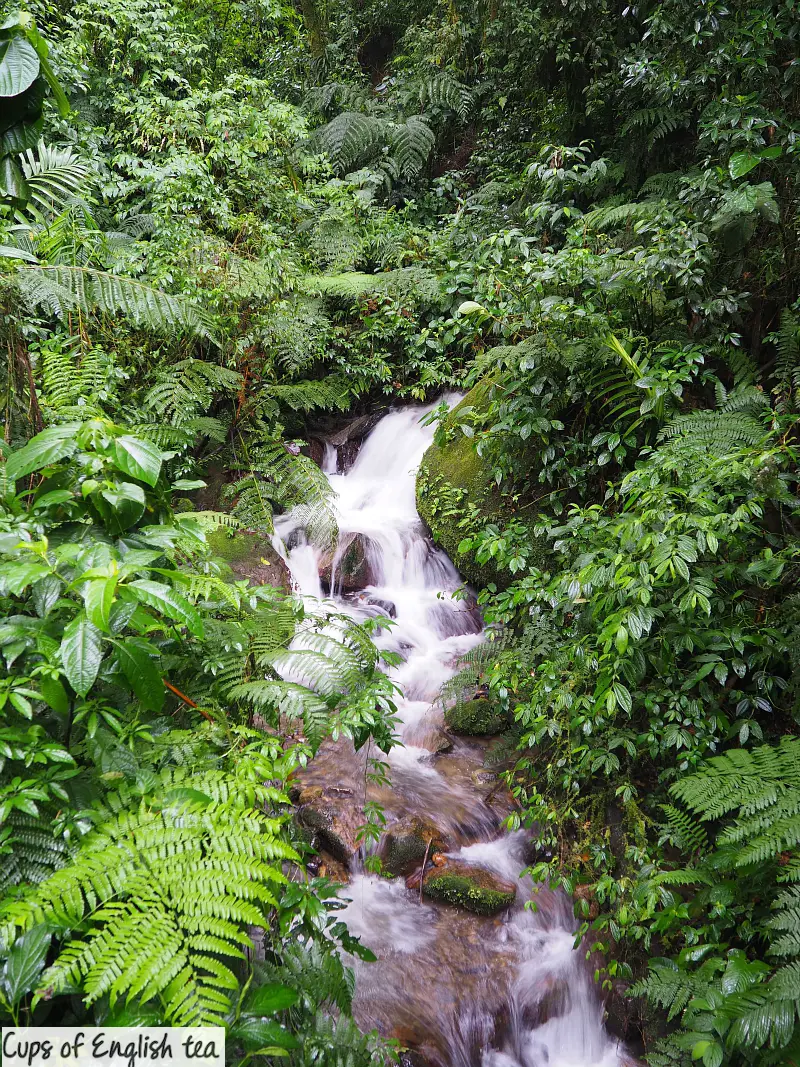 Tapanti Park Costa Rica