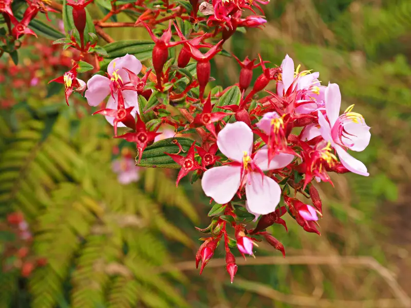 flowers Costa Rica