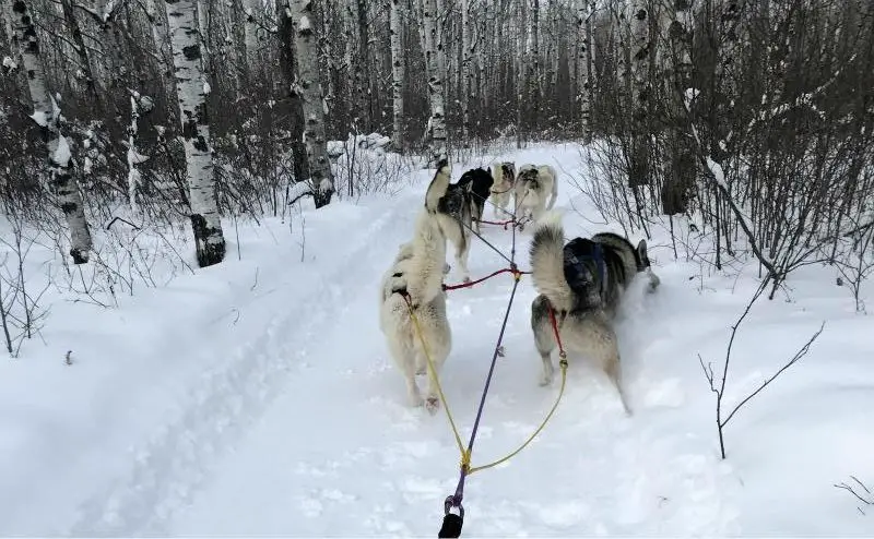 traineau à chiens au Manitoba
