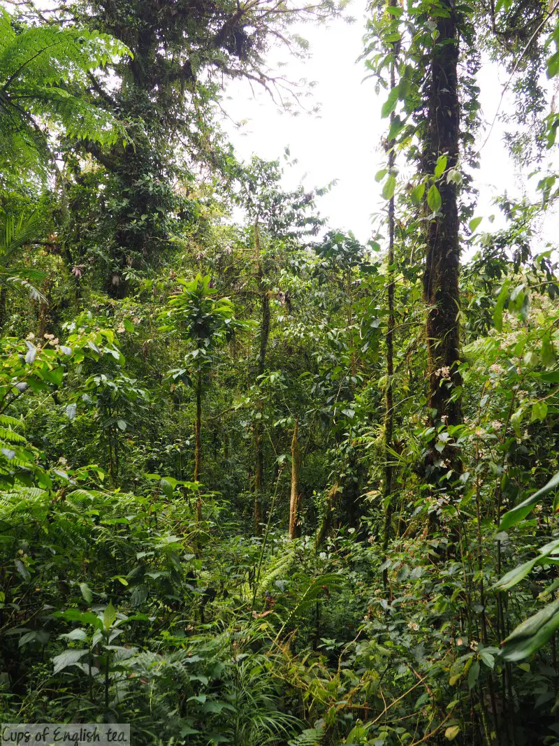 Monteverde Costa Rica cloud forest