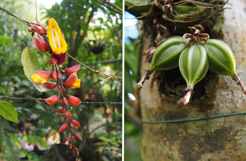 Orchid Garden Monteverde Costa Rica