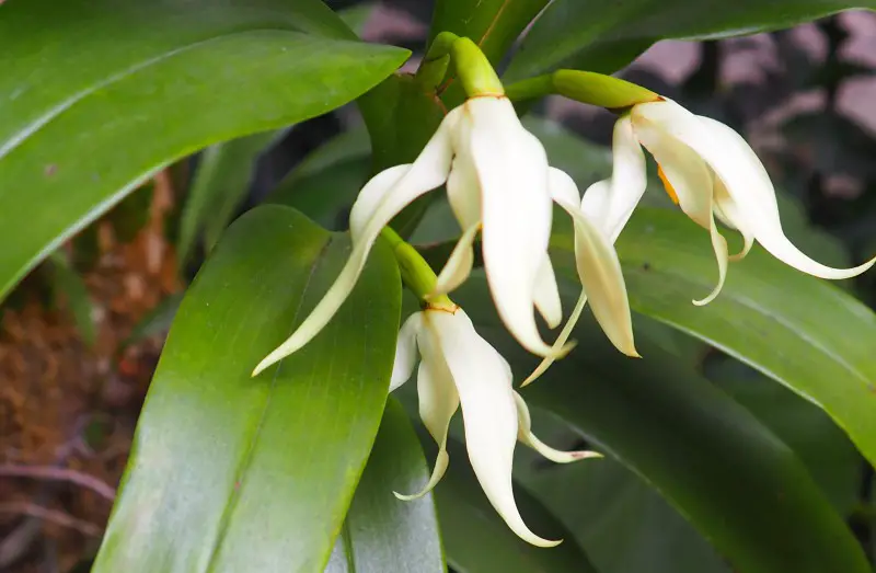 Orchid Garden Monteverde Costa Rica