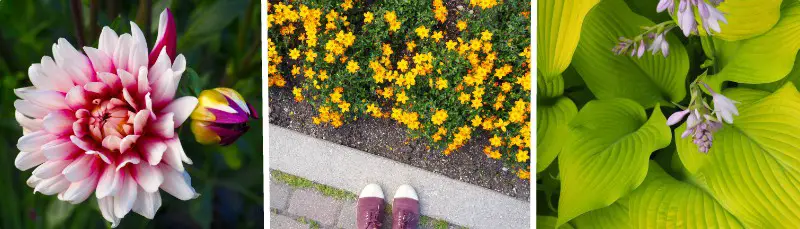 fleurs parc Assiniboine