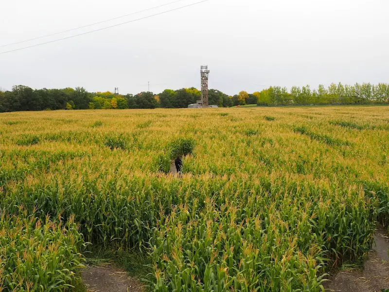 A maze in corn Manitoba