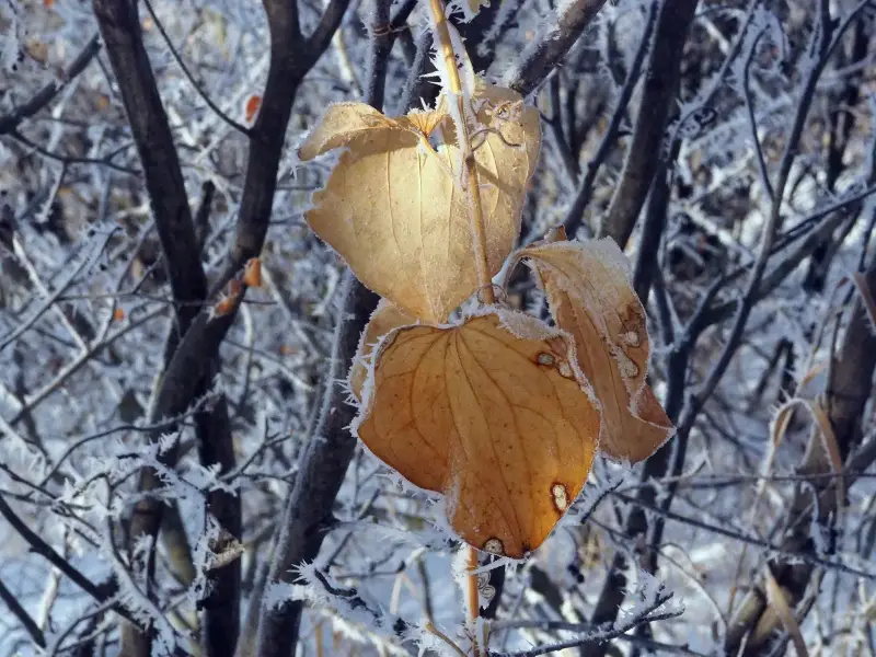 Rime Ice Tree Frost Manitoba