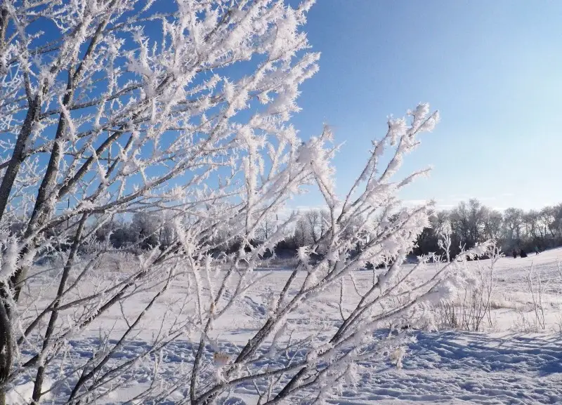 Rime Ice Tree Frost Manitoba