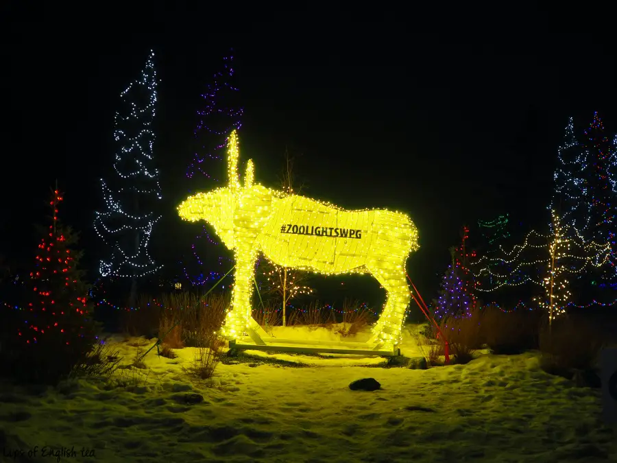 Zoo Lights Winnipeg